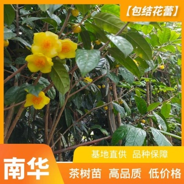 【包结花蕾】茶树苗高品质低价格基地直供品种保障