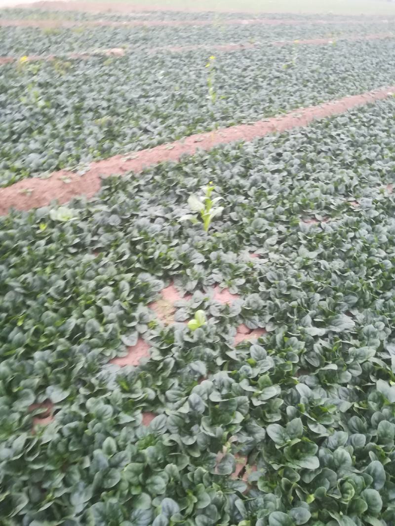 精品菠菜大量走货中有:要的老板联系我