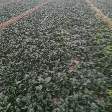 精品菠菜大量走货中有:要的老板联系我