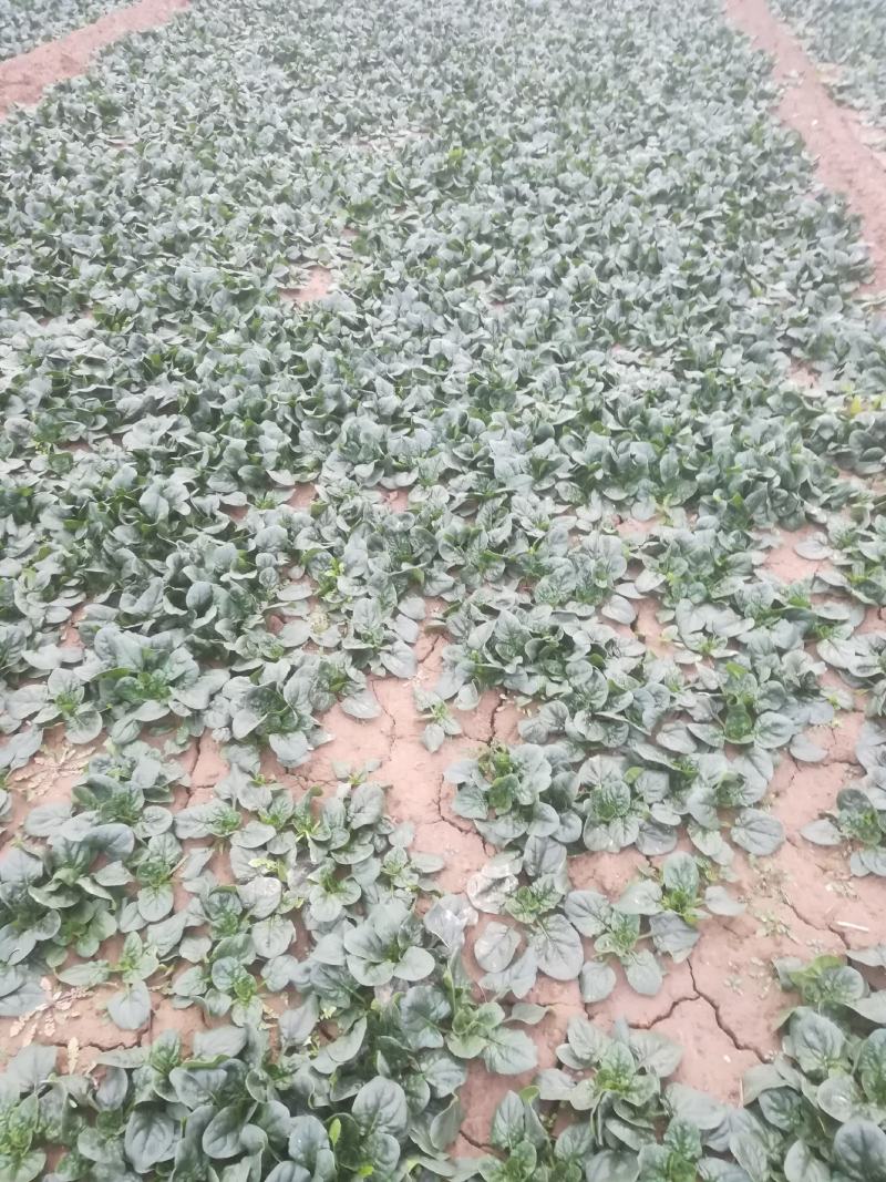 精品菠菜大量走货中有:要的老板联系我