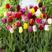 荷兰进口郁金香花苗大球重瓣四季养耐寒花卉植物
