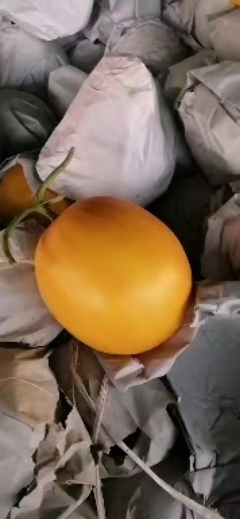 正宗缅甸进口黄河蜜，天天有货，量大从优，一条龙服务