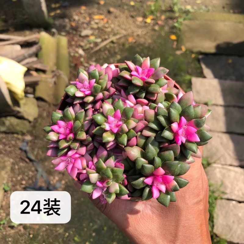 卡日松锦，吹雪松锦，带盆发货整箱批发，基地直销