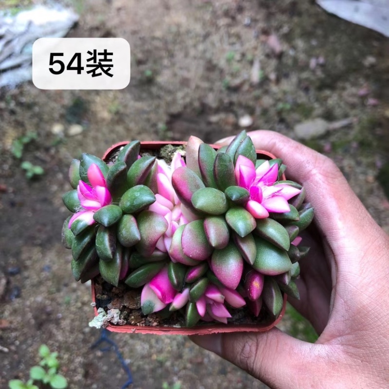 卡日松锦，吹雪松锦，带盆发货整箱批发，基地直销