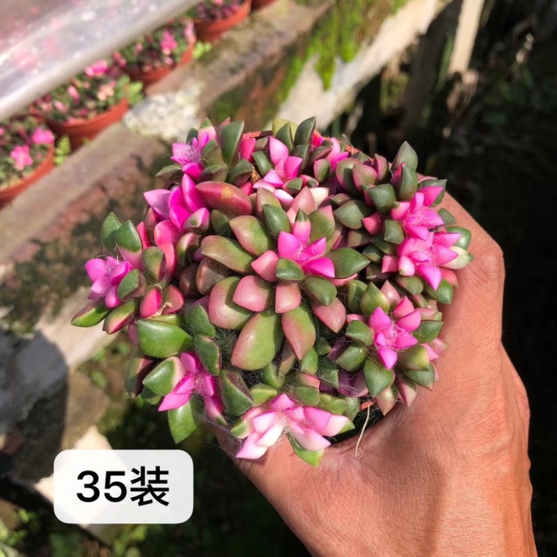 卡日松锦，吹雪松锦，带盆发货整箱批发，基地直销