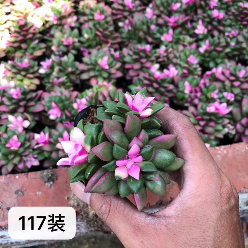 卡日松锦，吹雪松锦，带盆发货整箱批发，基地直销