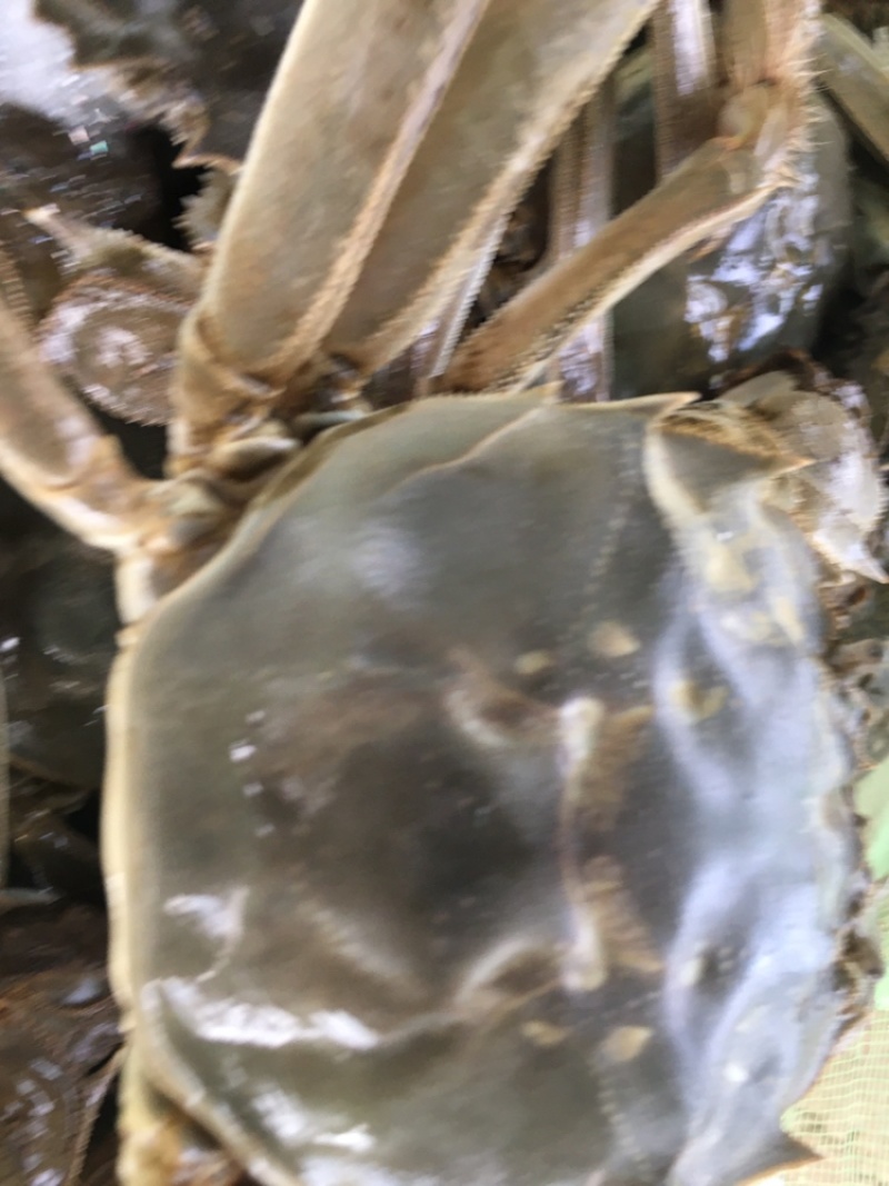 红膏白底板大闸蟹。