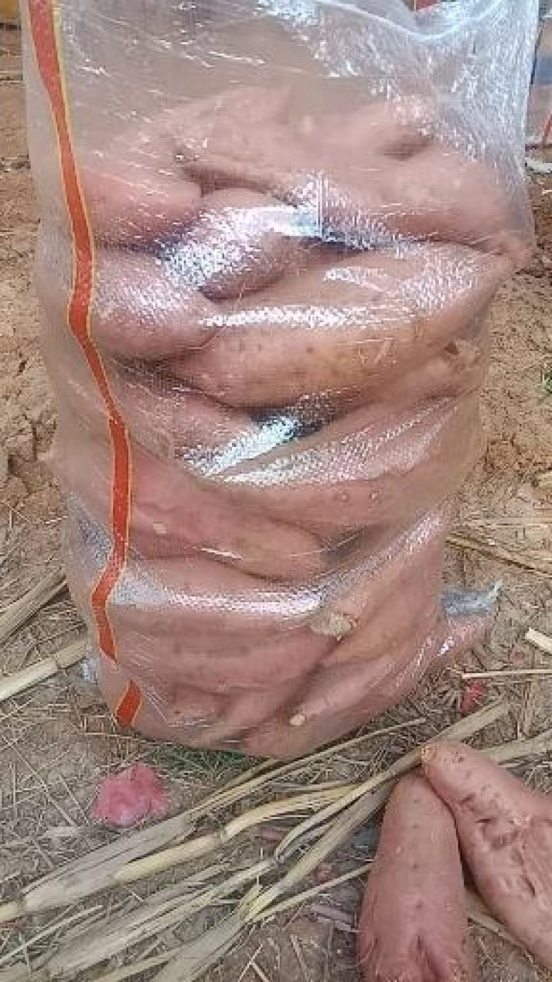 大量供应预定秋季精品地瓜，济薯26，西瓜红，烟薯25
