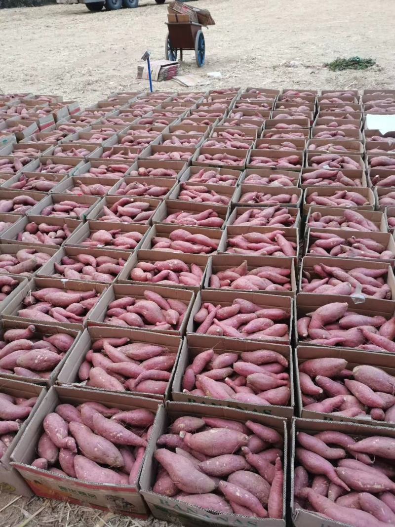 大量供应预定秋季精品地瓜，济薯26，西瓜红，烟薯25