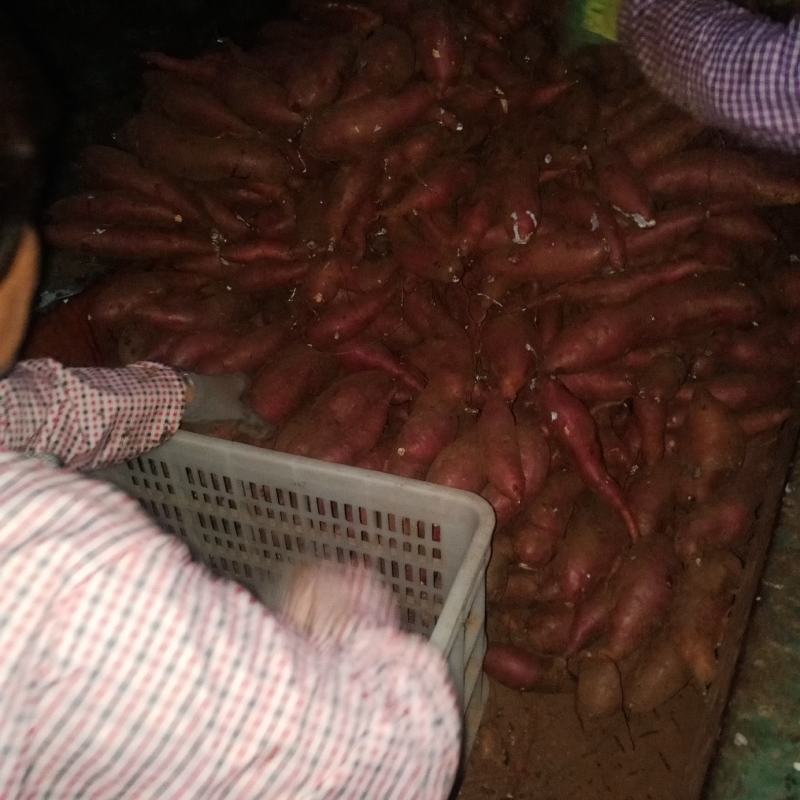 大量供应预定秋季精品地瓜，济薯26，西瓜红，烟薯25