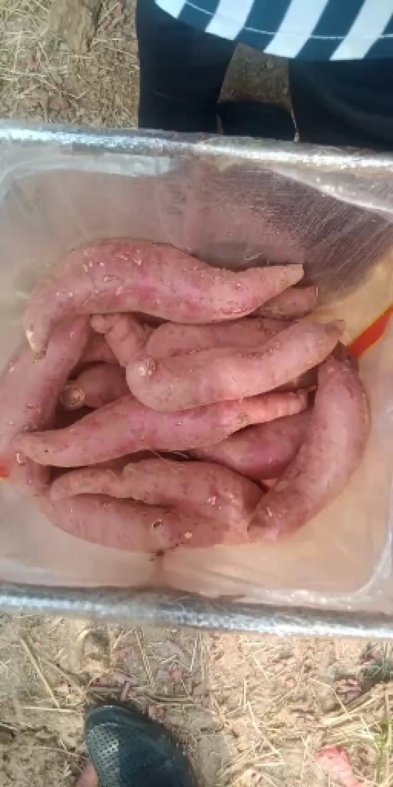 大量供应预定秋季精品地瓜，济薯26，西瓜红，烟薯25