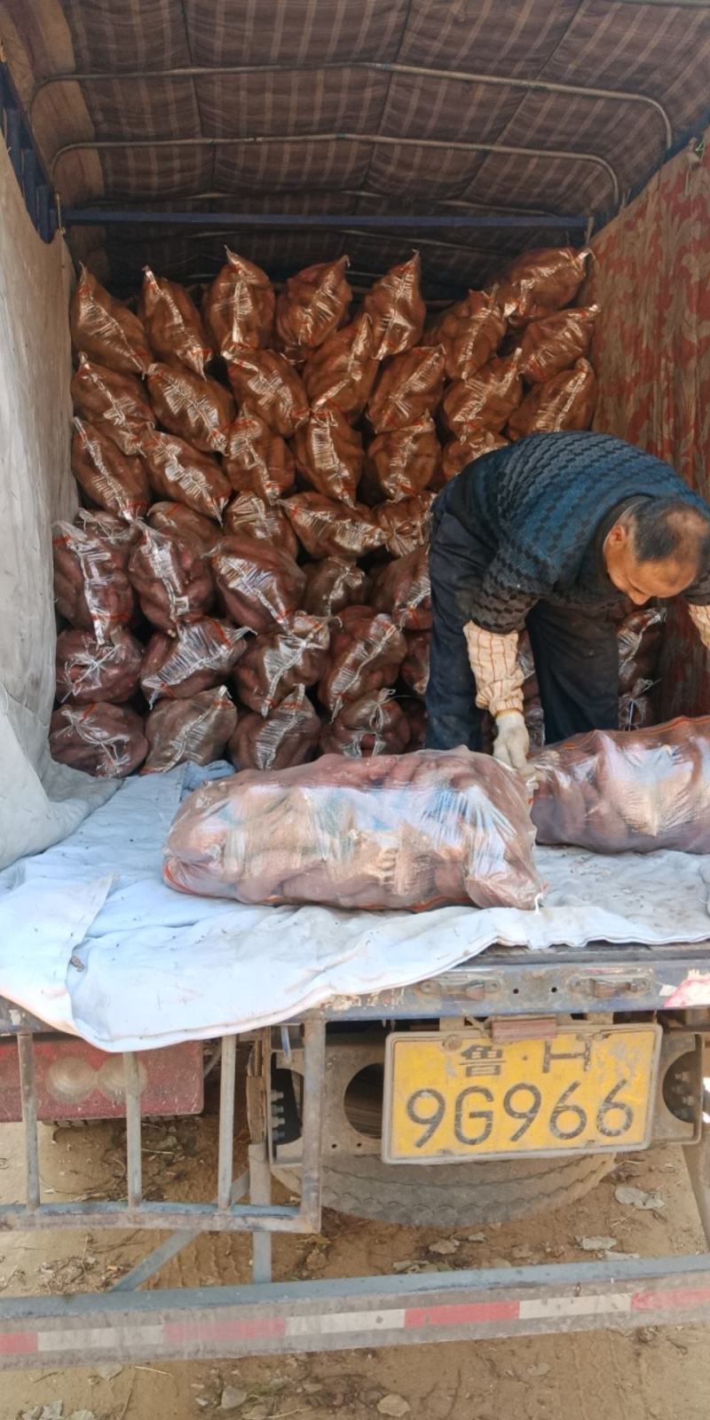 大量供应预定秋季精品地瓜，济薯26，西瓜红，烟薯25