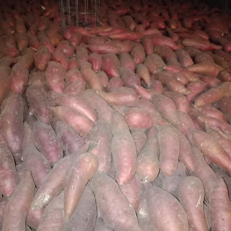 大量供应预定秋季精品地瓜，济薯26，西瓜红，烟薯25