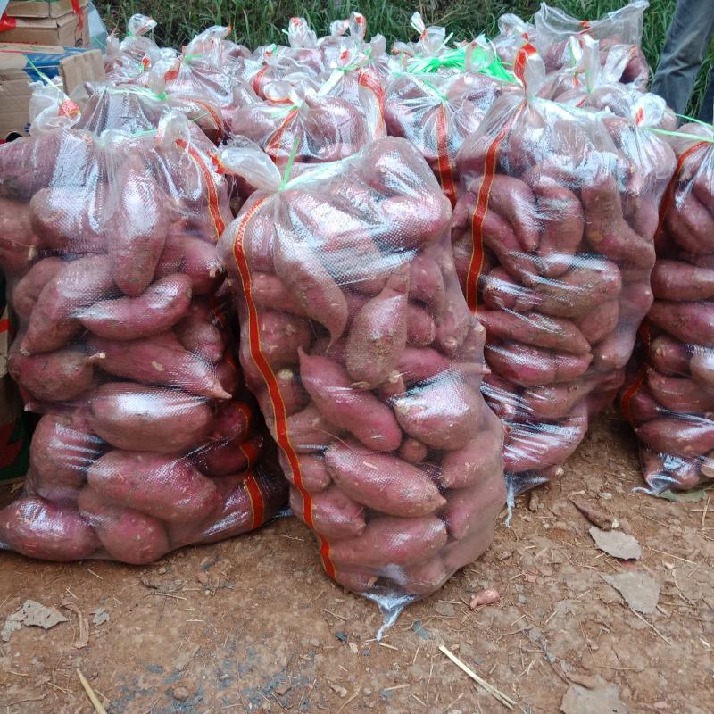 大量供应预定秋季精品地瓜，济薯26，西瓜红，烟薯25