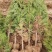 大田侧柏柏树精品1-1.8米大田侧柏挖土球发货