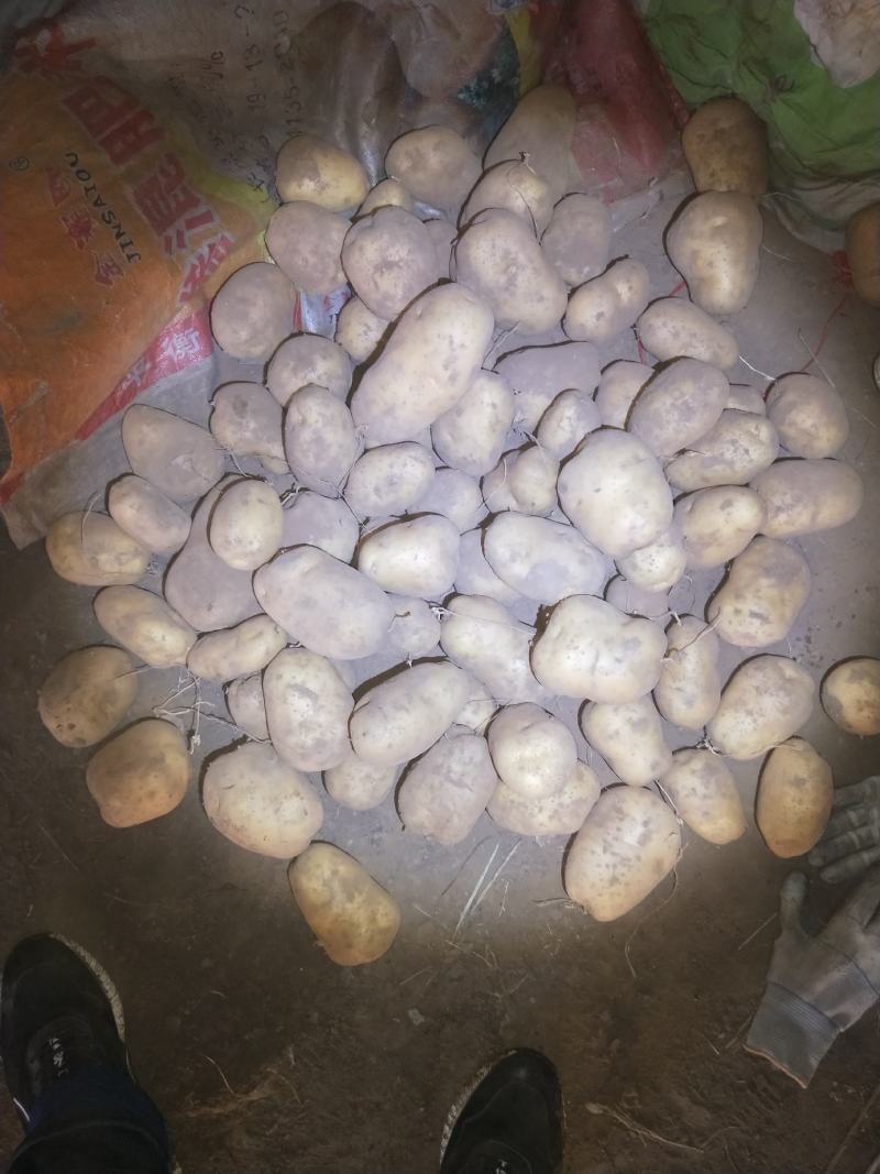 226白皮白心的薯型好个头大
