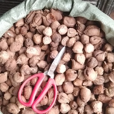 贵州铜仁生晒及蒸熟桑螵蛸干品去杂质产地直发一手货源