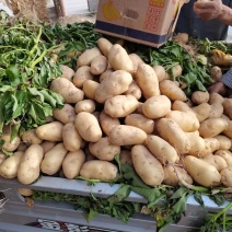 苏北地区精品荷兰十五土豆沃土，V73两以上通货