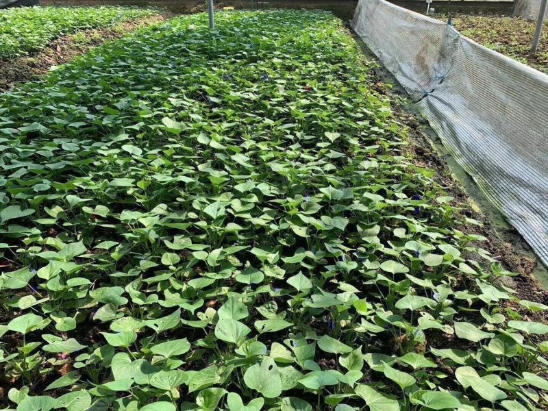 薯苗基地商薯19，西瓜红，龙薯九，日供应百万棵