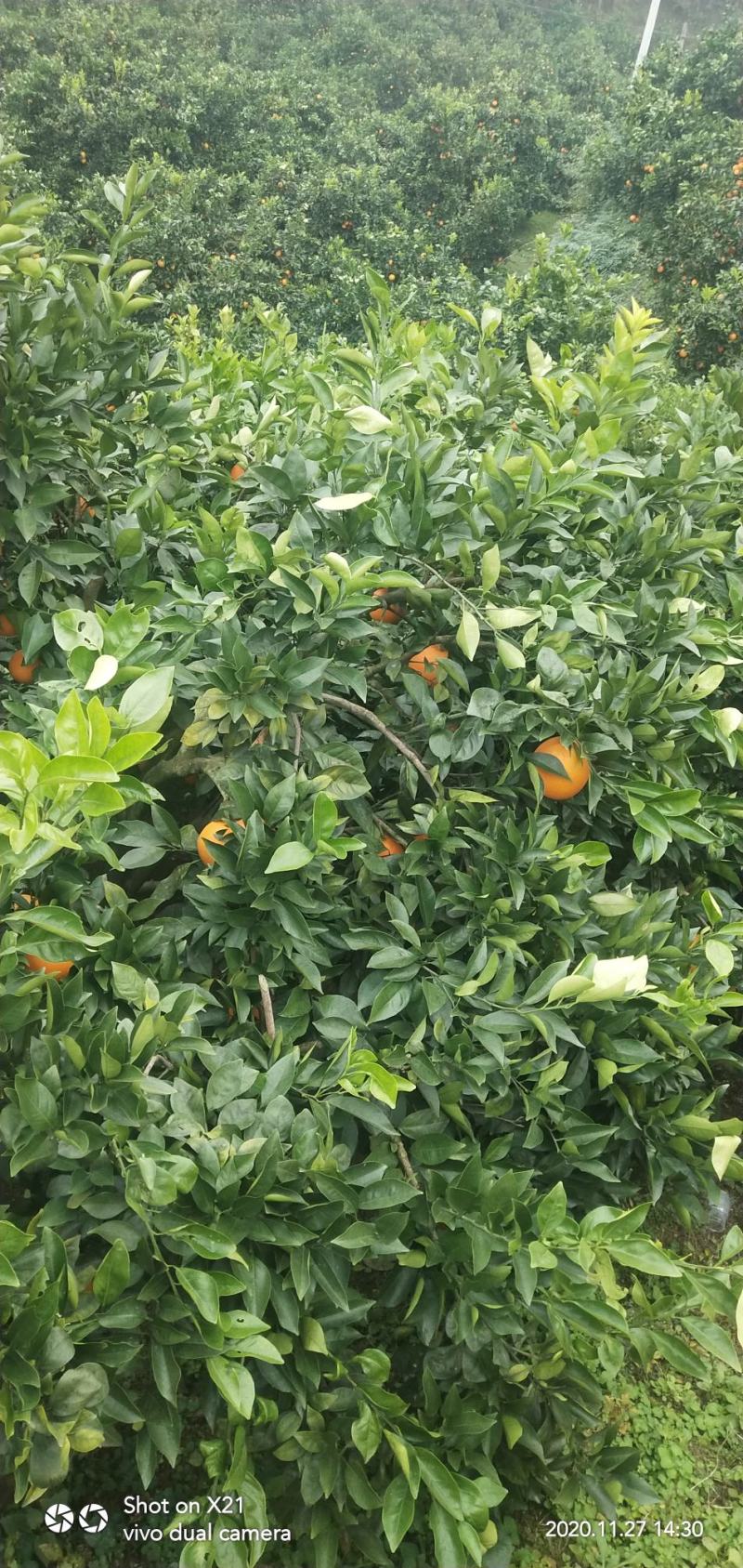 石门县维新纽荷尔脐橙大量上市，颜色火红，皮，