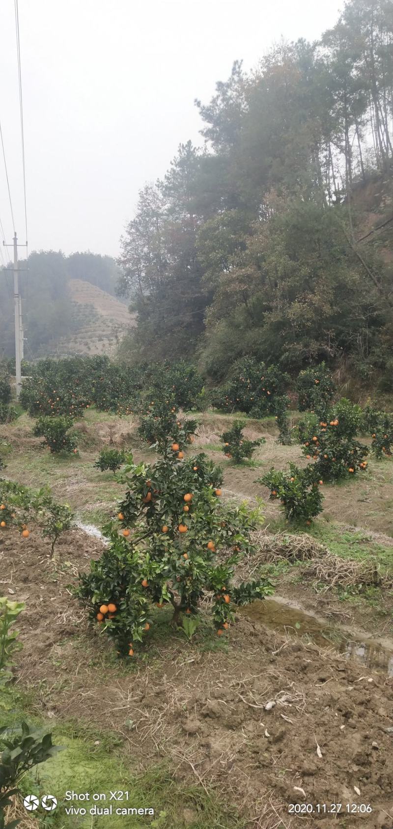 石门县维新纽荷尔脐橙大量上市，颜色火红，皮，