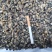 螺蛳，螺蛳肉批发，大量供应干净无沙，厂家直销