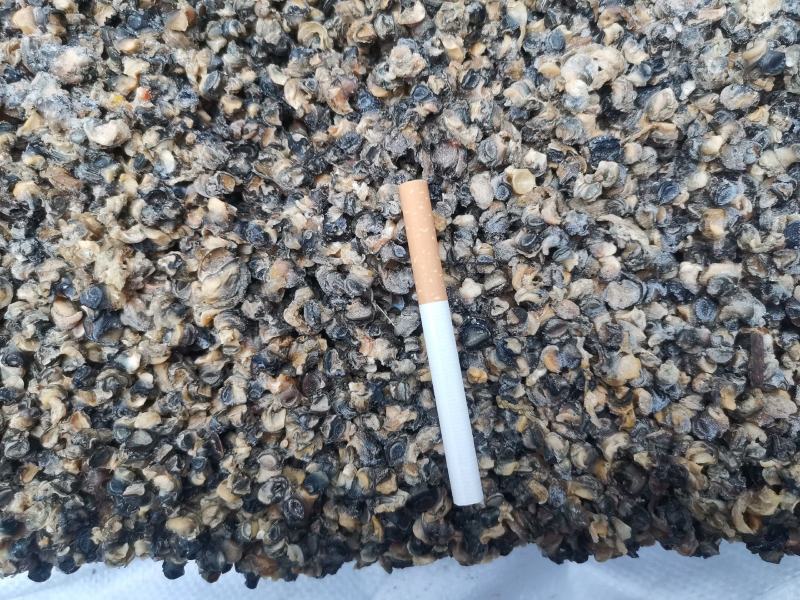 螺蛳，螺蛳肉批发，大量供应干净无沙，厂家直销