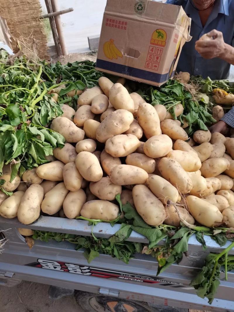 荷兰十五土豆希森V7大量供应中！欢迎洽谈