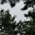 红松胸径5-6公分，6--8公分，树型优美，欢迎前来采购