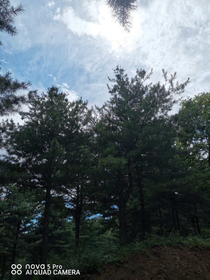 红松胸径5-6公分，6--8公分，树型优美，欢迎前来采购