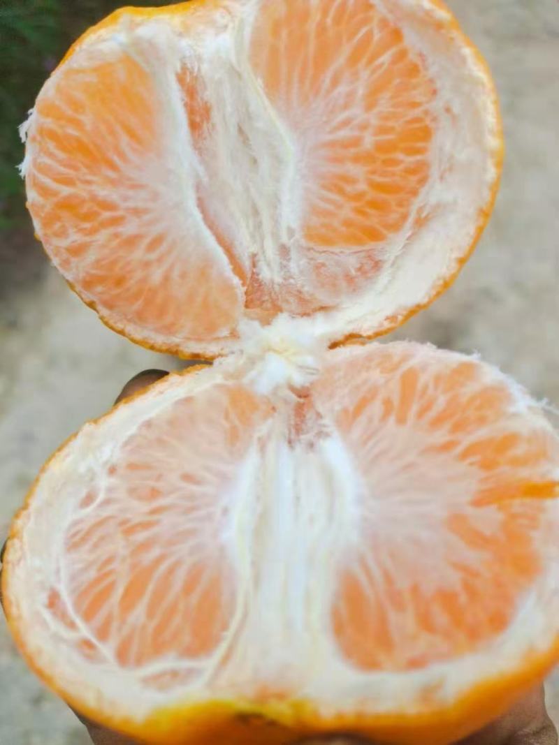 东江湖的精品玫瑰香柑大量上市中