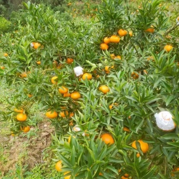 东江湖的精品玫瑰香柑大量上市中