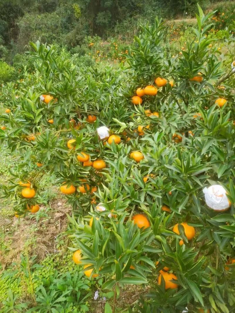 东江湖的精品玫瑰香柑大量上市中