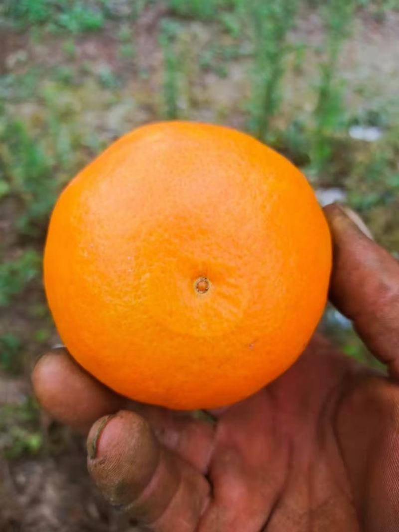 东江湖的精品玫瑰香柑大量上市中