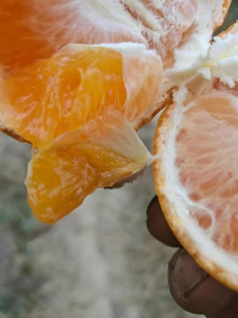 东江湖的精品玫瑰香柑大量上市中