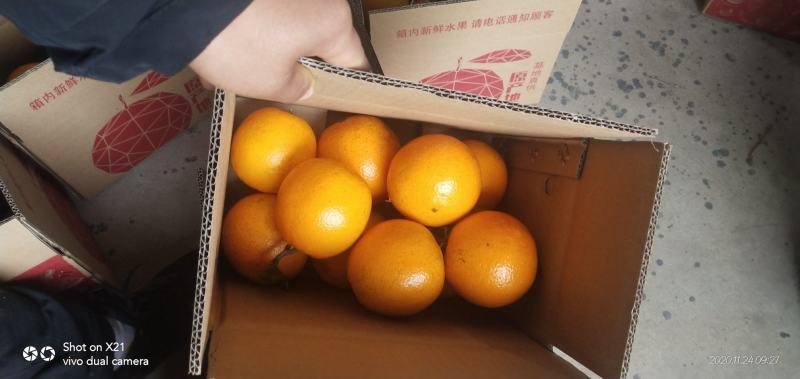 石门普通脐橙，个头大口感甜，可视频看货，产地直发一手货源