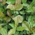 油荼苗、高产量多果大果油茶苗