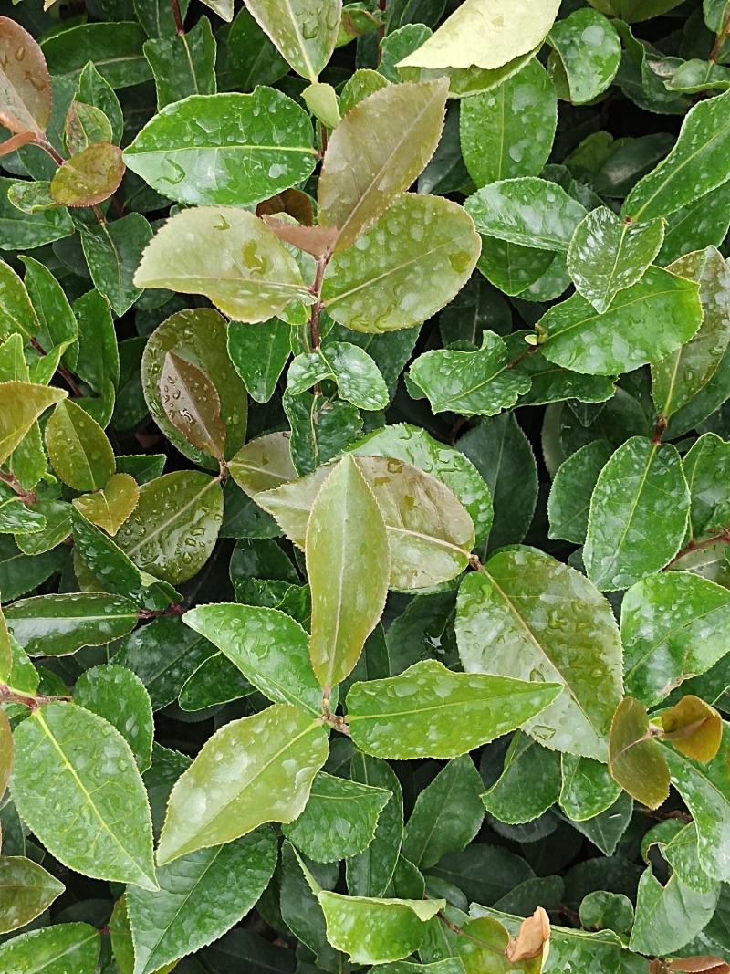 油荼苗、高产量多果大果油茶苗