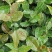 油荼苗、高产量多果大果油茶苗