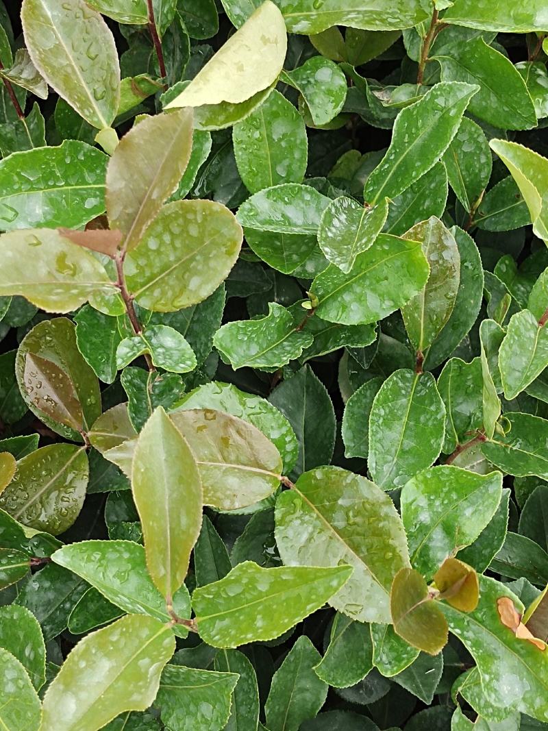 油荼苗、高产量多果大果油茶苗
