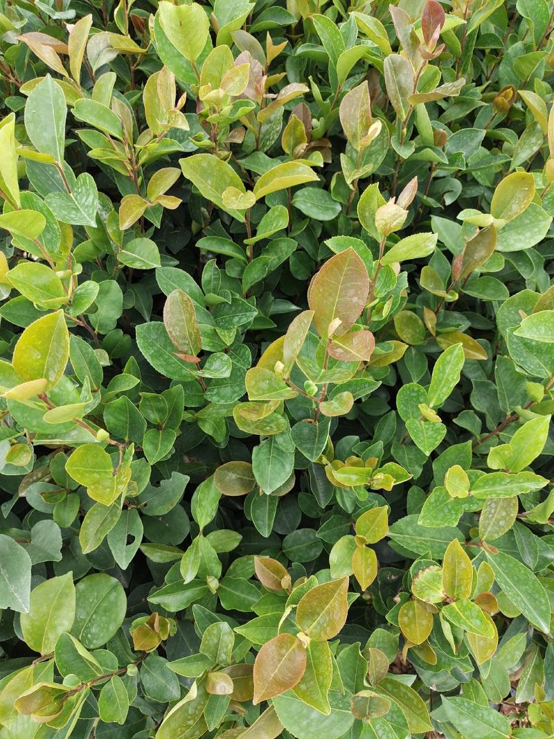 油荼苗、高产量多果大果油茶苗