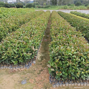 油荼苗、高产量多果大果油茶苗