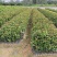 油荼苗、高产量多果大果油茶苗