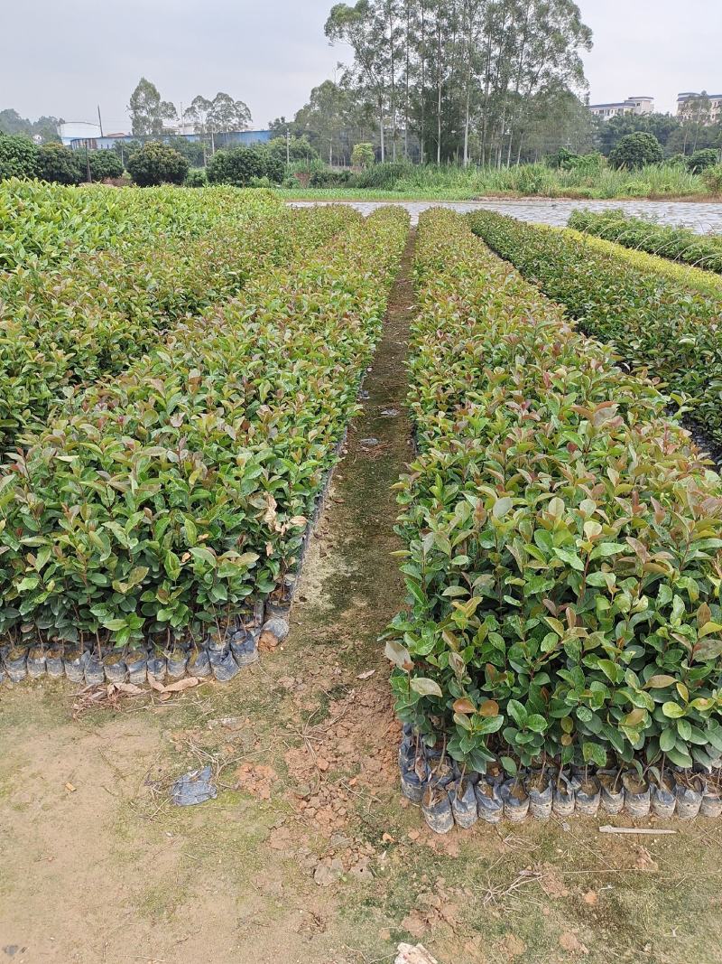 油荼苗、高产量多果大果油茶苗