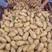 荷兰十五土豆—V7—希森三两以上通货大量供应中！