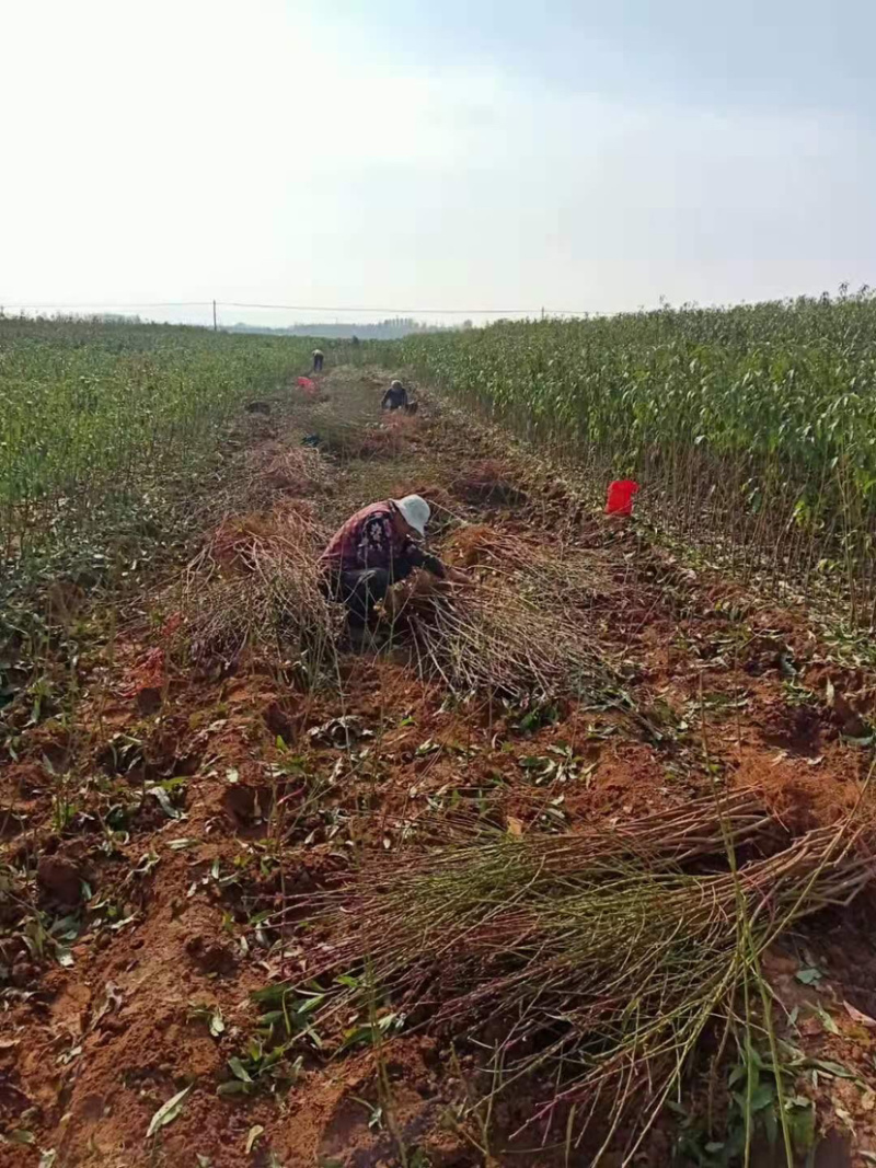 桃树占地，绿化裸根土地球均可操作，货源充足