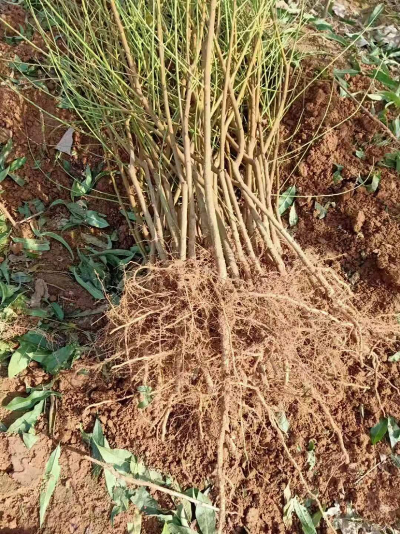 桃树占地，绿化裸根土地球均可操作，货源充足