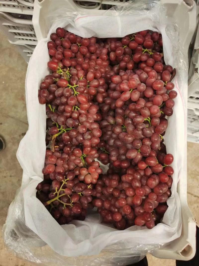 克伦生葡萄精品库存大量供应保质保量对接全国市场量大从优