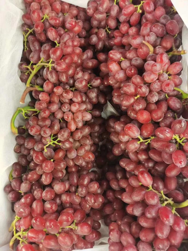 克伦生葡萄精品库存大量供应保质保量对接全国市场量大从优
