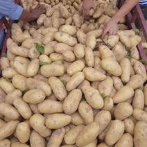荷兰十五土豆—希森—V7三两以上通货大量供应中